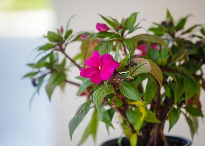 La Pietra Verga Kalamata